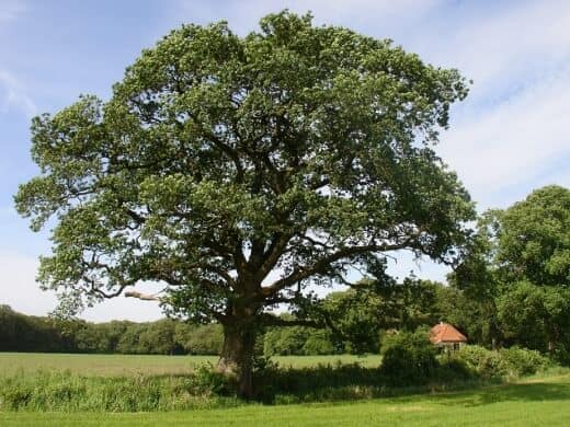 eikenboom sfeer
