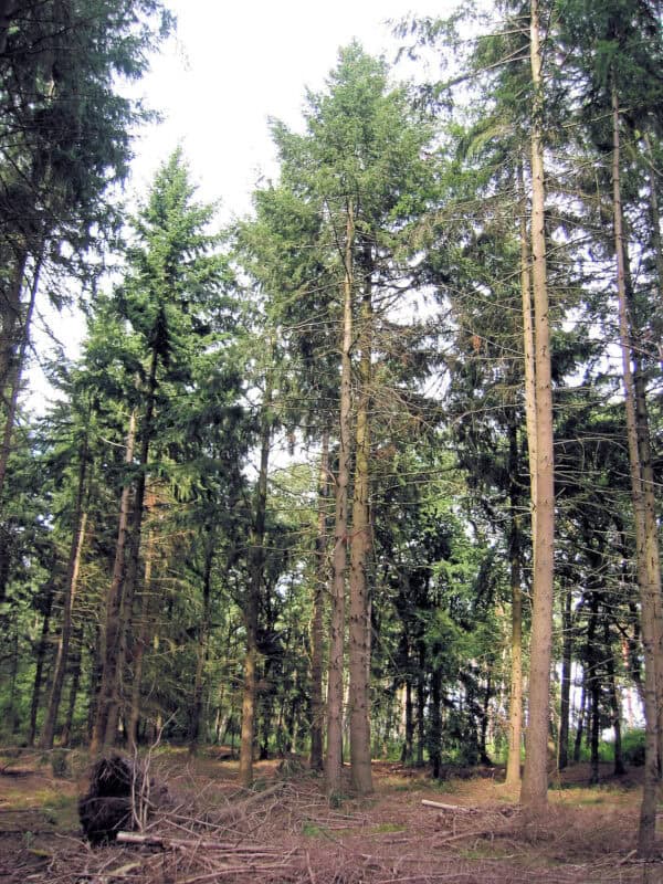 Houtsoort douglas