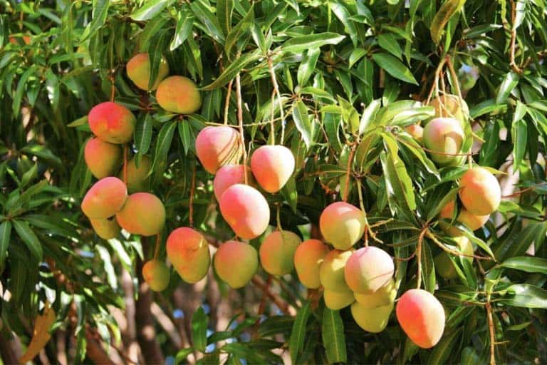 Mango hout - houtsoorten Buissijl